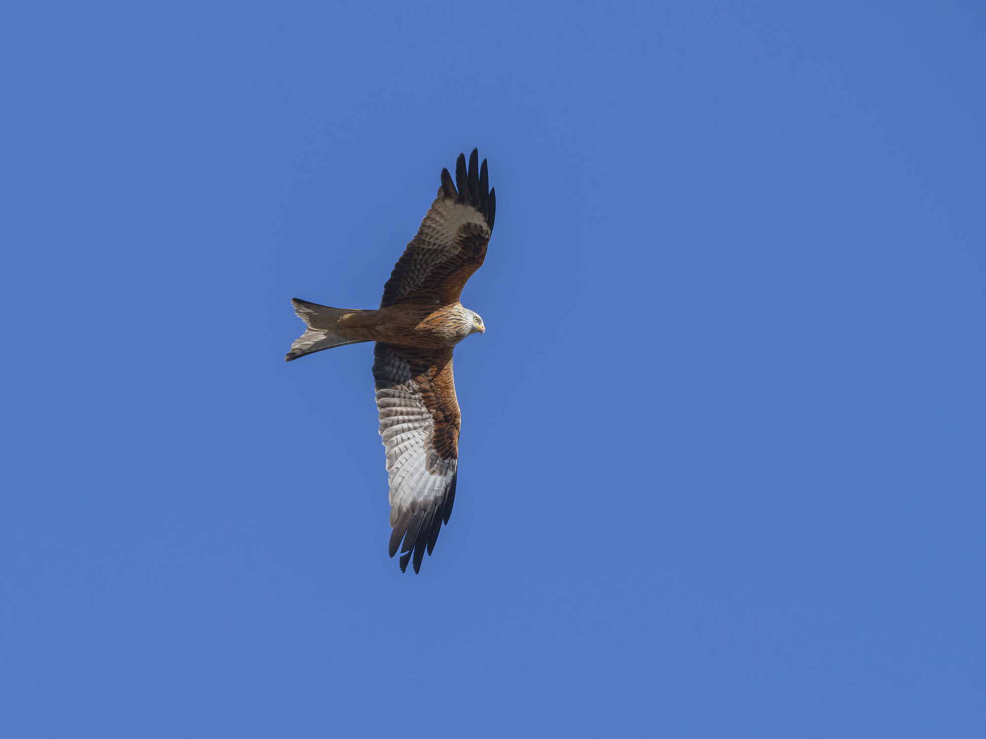 Traumhaft schöner Vogel
